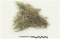 藏品(擬垂枝苔屬)的圖片